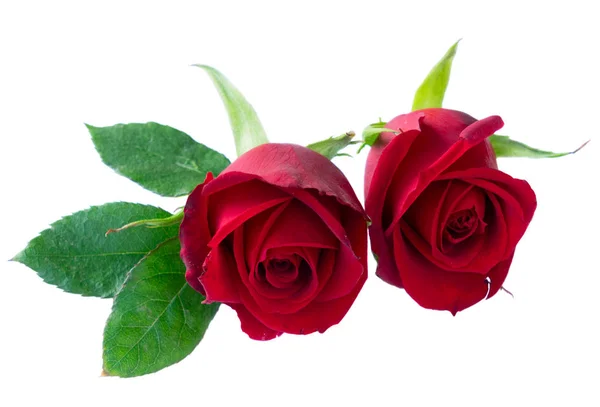 Červeně kvetoucí růže — Stock fotografie