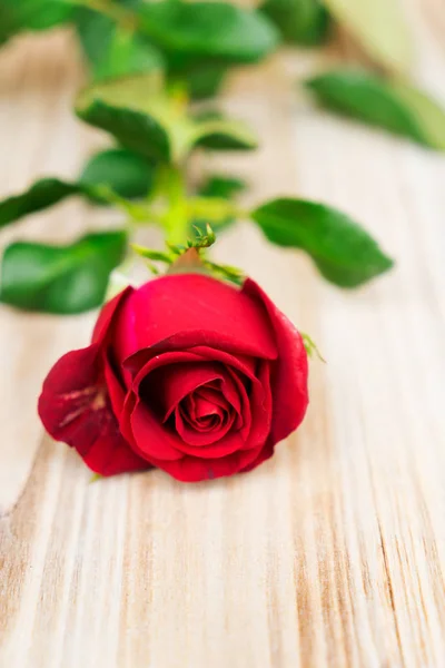 赤い薔薇のある静物 — ストック写真