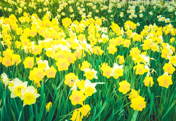 チューリップの花の列 — ストック写真