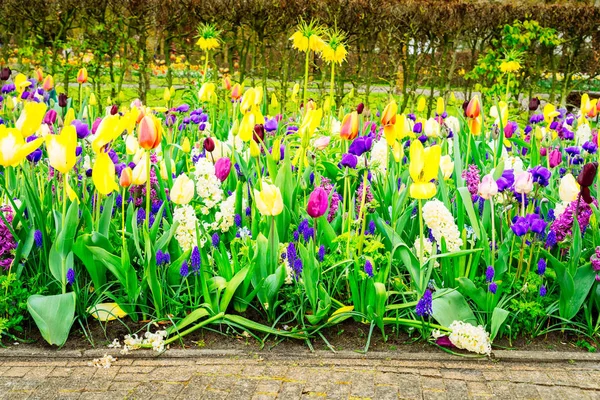 Lignes de fleurs de tulipes — Photo