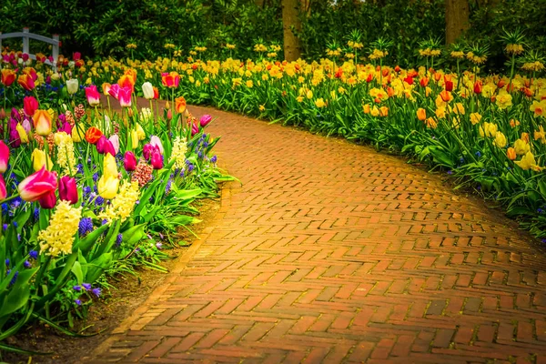 Primavera tulipas canteiros — Fotografia de Stock