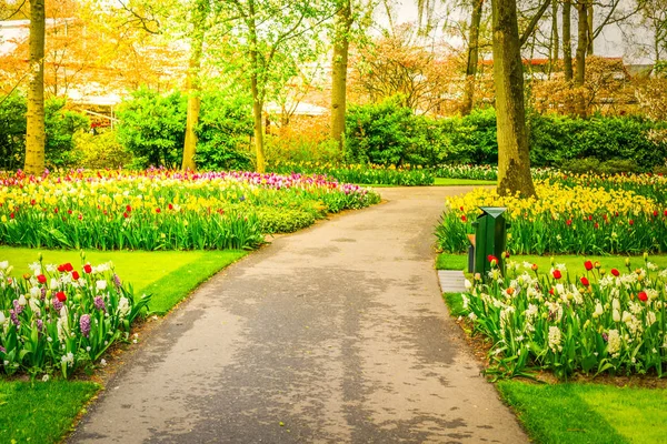 Lits de fleurs de tulipes de printemps — Photo