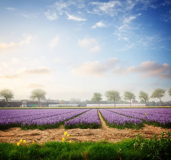 Holandské jarní hyacintové pole květin — Stock fotografie