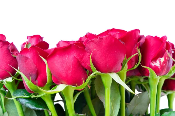 Bouquet di rose rosse scure — Foto Stock