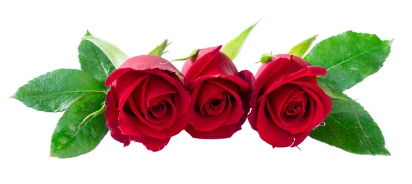 Red blooming roses — Stock Photo, Image