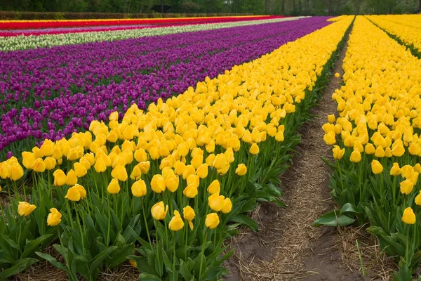 Holland rózsaszín tulipán mezők — Stock Fotó