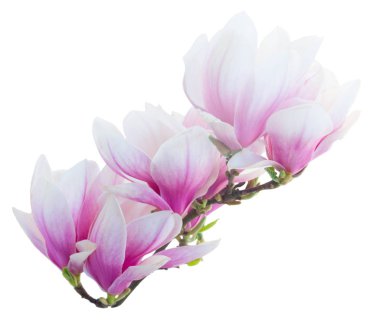 Manolya çiçek beyaz