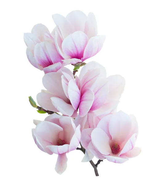 Magnolia λουλούδια σε λευκό — Φωτογραφία Αρχείου