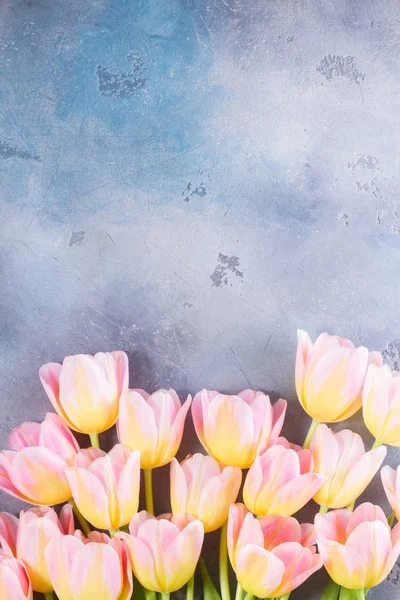 Roze en gele tulpen — Stockfoto