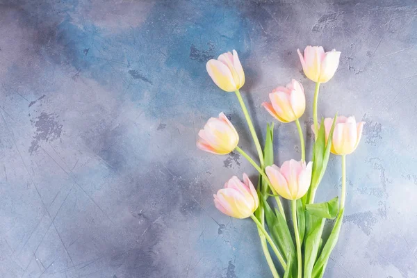 Pink and yellow tulips — Stock Photo, Image