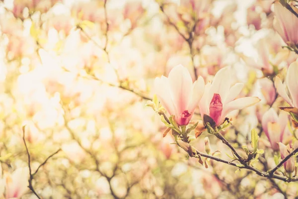 Giardino con albero di magnolia — Foto Stock