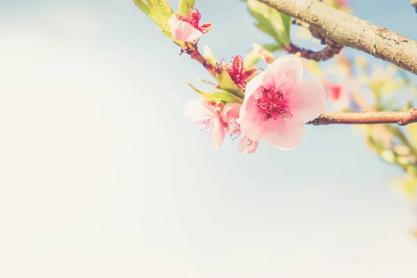 Kwiat brzoskwini drzewo — Zdjęcie stockowe