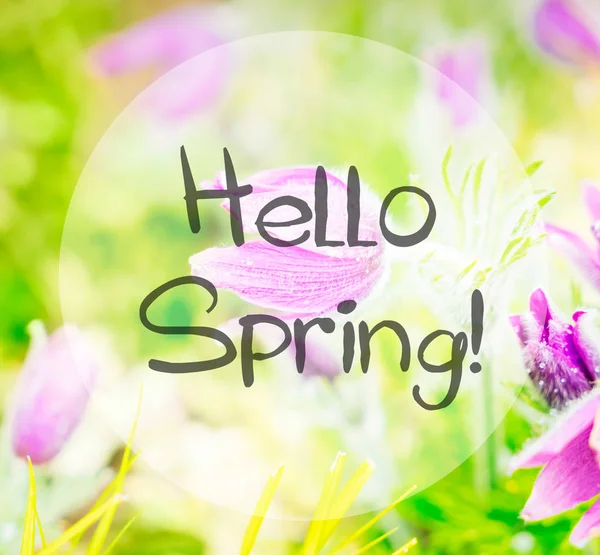 Spring Anemone flowers — Stock Photo, Image