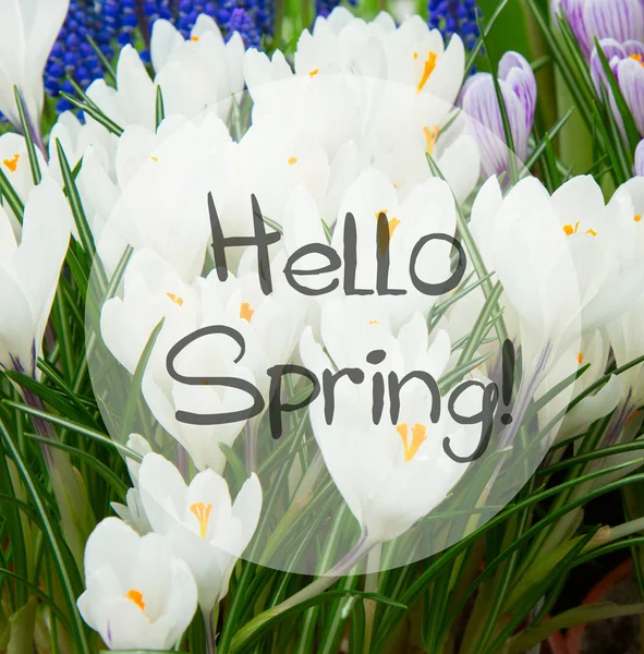 White spring crocuses — Stock Photo, Image