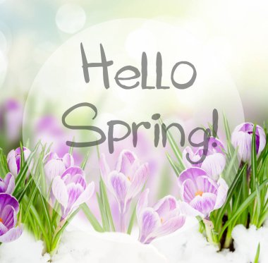 Kar altında ilkbahar timsahları