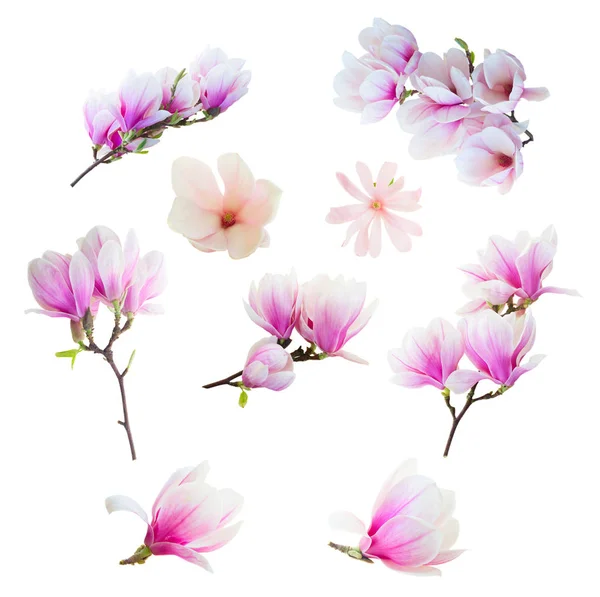 Magnolia roze bloemen — Stockfoto