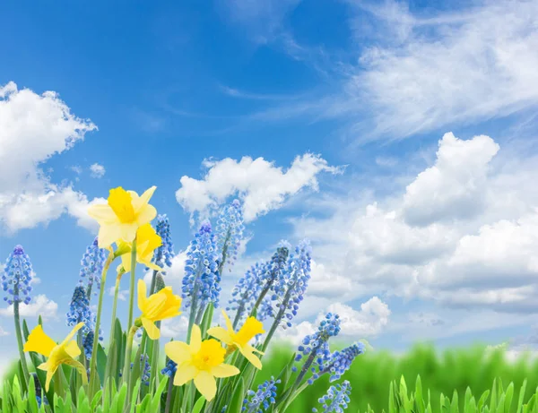 春天的蓝铃花和水仙花 — 图库照片