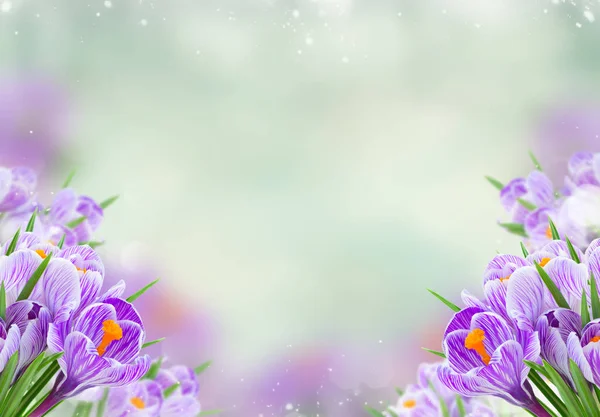Veilchenkrokusblüten — Stockfoto