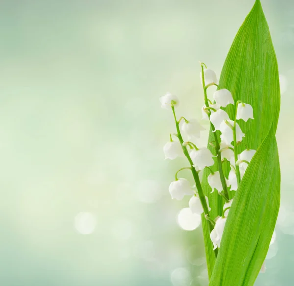 Lilly of the valley — Stock Photo, Image