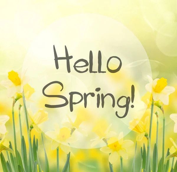 Spring growing daffodils in garden — Stock Photo, Image