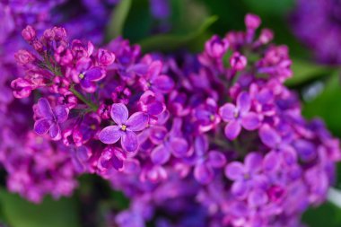 Lila çiçek açan ağaç