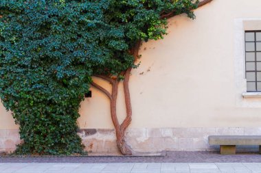 Wawel hill, Krakow, Polonya