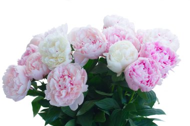 Taze şakayık çiçekleri