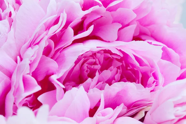 Рожевий фон квіткові — стокове фото