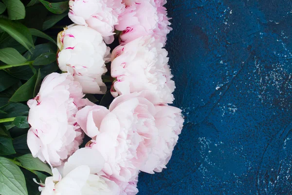 Peonie fresche su azzurro — Foto Stock