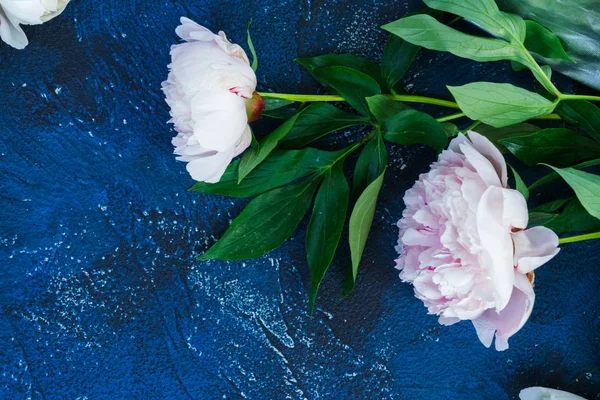 Peônias frescas em azul — Fotografia de Stock