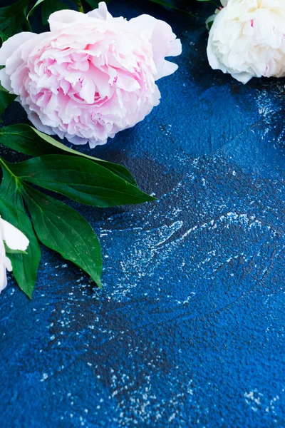 Peonie fresche su azzurro — Foto Stock