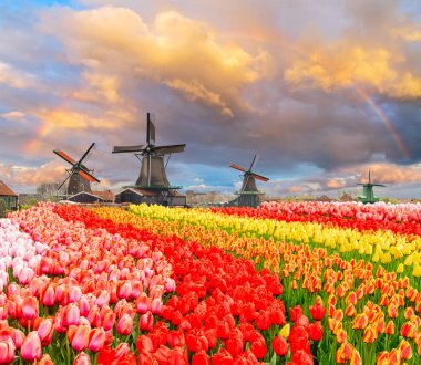 Hollanda rüzgar değirmenleri