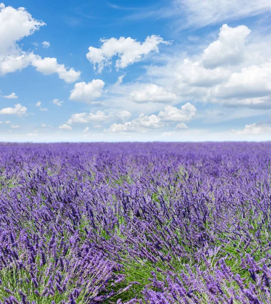 Lavendel sommarfält — Stockfoto