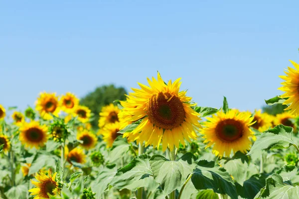 Campo di girasoli — Foto Stock