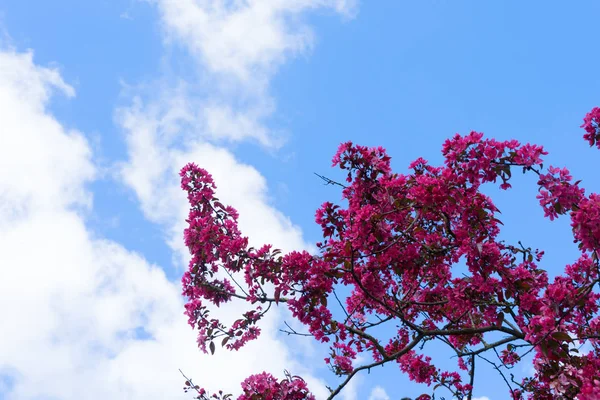 Trädgård med magnoliaträd — Stockfoto