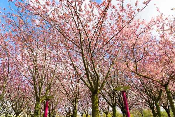 Körsbärsträdsblomma — Stockfoto