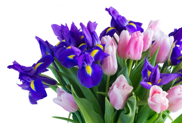 Niebieskie irysy i tulipany pik — Zdjęcie stockowe
