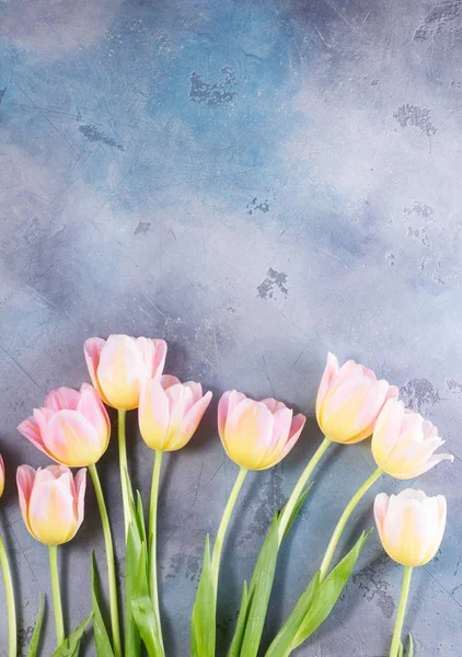 Pink and yellow tulips — Stock Photo, Image