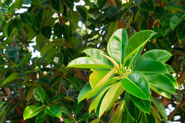 Fondo de hojas tropicales —  Fotos de Stock