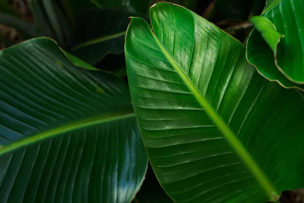 Fondo de hojas tropicales —  Fotos de Stock