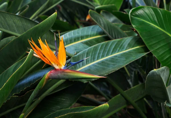 Fondo de hojas tropicales — Foto de Stock