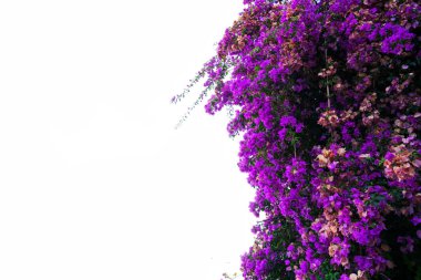 Begonviller beyaz çiçekler