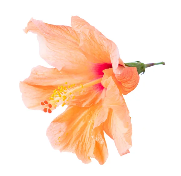 Orange hibiscus flower — Stock Photo, Image