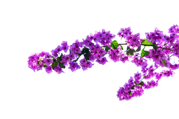 Bougainvillea Blüten auf weiß — Stockfoto