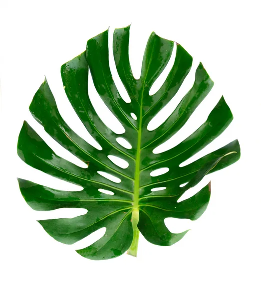 Fresh green leaf — Stock Photo, Image