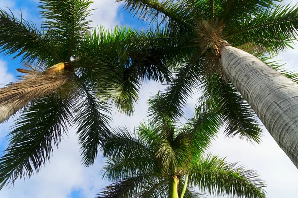 Palma di langit biru — Stok Foto