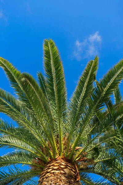 Palmas no céu azul — Fotografia de Stock