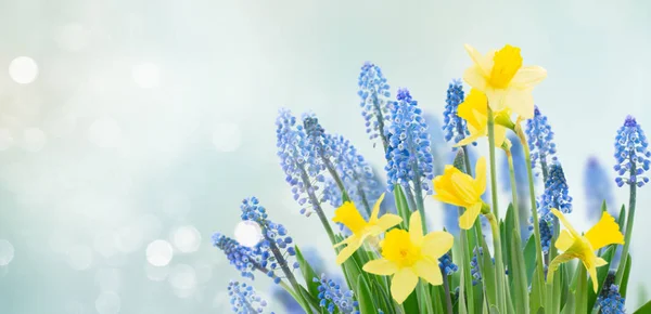 Spring bluebells and daffodils — Stock Photo, Image