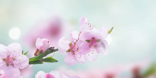 Flor de cereja rosa — Fotografia de Stock