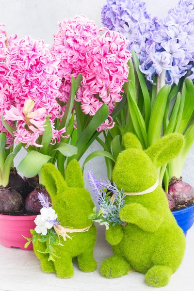 Tuinieren concept met hyacint verse bloemen — Stockfoto